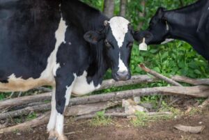 Vaca Criada para Producir Leche